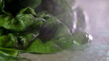 Romaine marullarının sulanması marul suyunun damlaları damlatarak büyük yeşil yaprakların sulamasını cam masaya bırakması. Düzgün beslenme videosu, taze marul yıkamayı yavaşlatır.