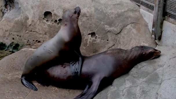 바다표범 바다표범 새끼는 가슴을 어미를 올라가며 물개가 캐나다 밴쿠버 수족관에 — 비디오