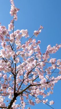 İlkbaharda pembe çiçekli kiraz çiçeği gökyüzü arka planında, yavaş çekim, bahar zamanı. Yüksek kalite 4k görüntü