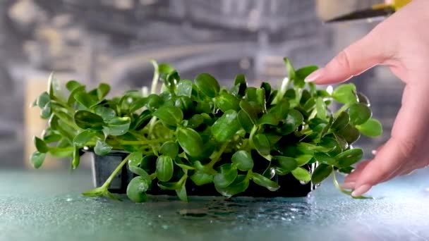 Sunflower Seedling Microgreens Moving Leaves Black Background Healthy Eating Concept — Stock Video