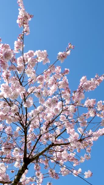 春の自然にピンクの花を咲かせた桜 スローモーション スプリングタイム 高品質の4K映像 — ストック動画