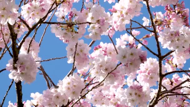 在春天里开着粉红色的樱花 背景是天空 动作缓慢 高质量的4K镜头 — 图库视频影像