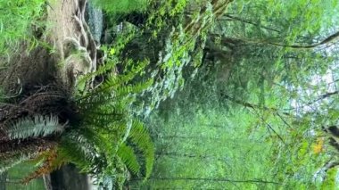 MacMillan İl Parkı Kanada 'nın Yedi Harikası Vancouver Adası Antik Douglas Katedrali 