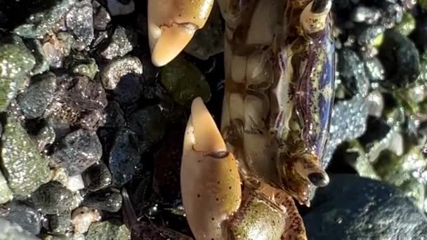 水中の生命についてのマクロビデオ小さなカニは爪を食いしばって座っている非常に口の近くにあるカメラから身を守る — ストック動画