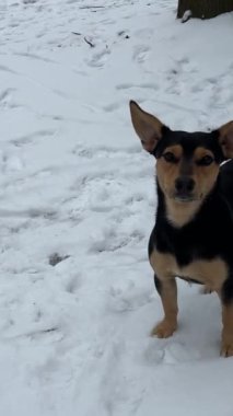 Neşeli siyah köpek, safkan melez değil, büyük kulakları karışık dachshund, karda yürüyor, sopa arıyor, parkta neşeli, neşeli bir köpek oynuyor. Kuyruğunu sallıyor.