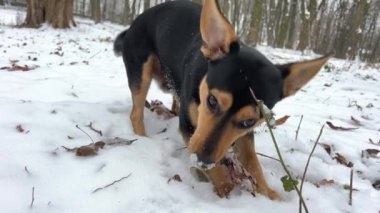 Neşeli siyah köpek, safkan melez değil, büyük kulakları karışık dachshund, karda yürüyor, sopa arıyor, parkta neşeli, neşeli bir köpek oynuyor. Kuyruğunu sallıyor.
