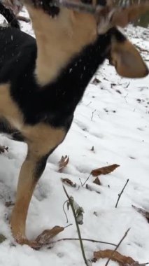 Neşeli siyah köpek, safkan melez değil, büyük kulakları karışık dachshund, karda yürüyor, sopa arıyor, parkta neşeli, neşeli bir köpek oynuyor. Kuyruğunu sallıyor.