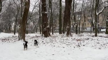 İki sokak köpeği. İki köpek, güneşli kış gününde kırlarda dolaşıp yiyecek arıyor ve toprağı kokluyorlar. Köpekler dostluk yavaş çekim yüksek kalite FullHD görüntüler. Yüksek kalite