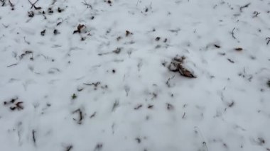 Kardaki köpek ayak izleri. Kardaki hayvan ayak izleri. Orman kuşları ve vahşi hayvanlar karda ayak izlerini bıraktılar. Yüksek kalite