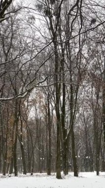 Doğanın savaşı yok, doğa Ukrayna 'daki savaş sırasında insanlar için birkaç gün boyunca bir tatil düzenledi. Yüksek kalite 4k görüntü