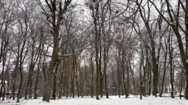 Doğanın savaşı yok, doğa Ukrayna 'daki savaş sırasında insanlar için birkaç gün boyunca bir tatil düzenledi. Yüksek kalite 4k görüntü