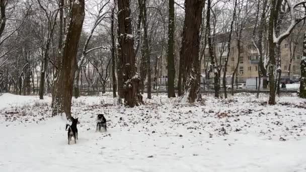 两只流浪狗在阳光明媚的冬日里 两只狗在乡间徘徊 寻找食物 嗅嗅地面 狗的友谊慢动作高品质Fullhd镜头 高质量的 — 图库视频影像