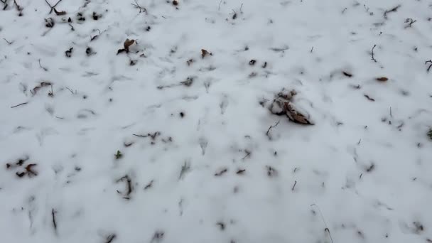 Hondenvoetafdrukken Sneeuw Dierlijke Voetafdrukken Sneeuw Bosvogels Wilde Dieren Lieten Hun — Stockvideo