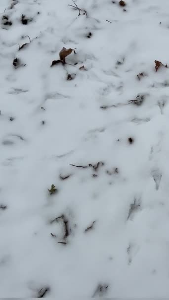 雪地上的狗印 动物脚印 森林里雪地上的狼的踪迹 有动物踪迹的冬季森林 干净和寒冷的白天 高质量的 — 图库视频影像