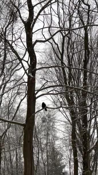 冬日的树枝上 一只乌鸦在枝条上冬日的森林里 冬季树梢 森林里的无叶树 冬季赤裸裸的枝干 无叶树 — 图库视频影像