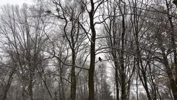 冬の木の枝の冬の森の底の眺めのベアの葉のない枝で育てられる ウィンターツリートップス 森の中の葉のない木 冬の季節に裸のブランチ 葉のないツリー — ストック動画