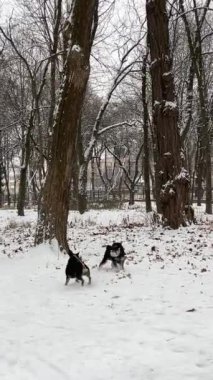 İki sokak köpeği. İki köpek, güneşli kış gününde kırlarda dolaşıp yiyecek arıyor ve toprağı kokluyorlar. Köpekler dostluk yavaş çekim yüksek kalite FullHD görüntüler. Yüksek kalite