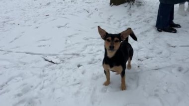 Neşeli siyah köpek, safkan melez değil, büyük kulakları karışık dachshund, karda yürüyor, sopa arıyor, parkta neşeli, neşeli bir köpek oynuyor. Kuyruğunu sallıyor.