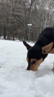 Neşeli siyah köpek, safkan melez değil, büyük kulakları karışık dachshund, karda yürüyor, sopa arıyor, parkta neşeli, neşeli bir köpek oynuyor. Kuyruğunu sallıyor.