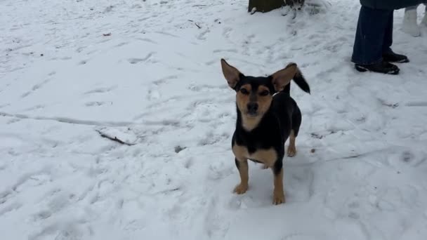 Χαρούμενο Μαύρο Σκυλί Δεν Καθαρόαιμο Μπάσταρδο Dachshund Μεγάλα Αυτιά Της — Αρχείο Βίντεο