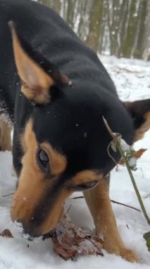 Evsiz köpek kışın karda oturur güçlü bir rüzgardan gözlerini kısarak bakar. Evsiz köpek problemi Mutlu köpek dışarıda karda. Yalnız bir köpek açık havada kar yağarken derin karda kalır..