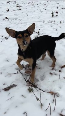 Evsiz köpek kışın karda oturur güçlü bir rüzgardan gözlerini kısarak bakar. Evsiz köpek problemi Mutlu köpek dışarıda karda. Yalnız bir köpek açık havada kar yağarken derin karda kalır..