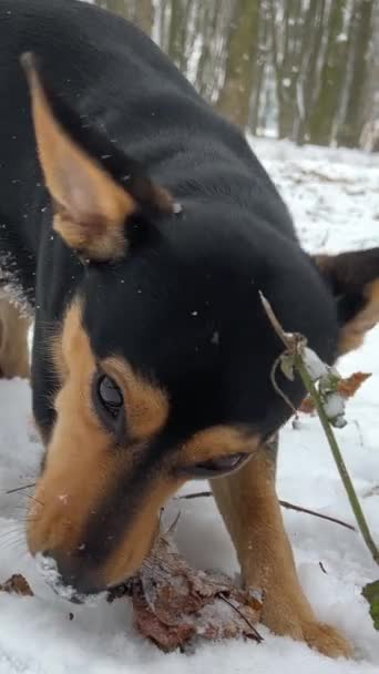 Obdachloser Hund Sitzt Winter Auf Dem Schnee Und Blinzelt Mit — Stockvideo