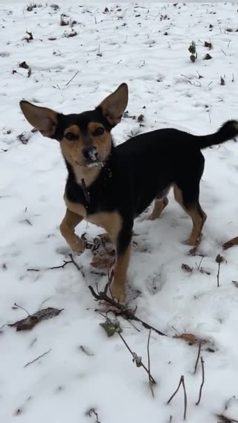 Cão Sem Teto Senta Neve Inverno Olhos Guinchando Vento Forte — Vídeo de Stock