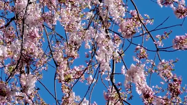Kwitnące Drzewa Wiśni Magnolii Tle Drapaczy Chmur Błękitne Niebo Bez — Wideo stockowe