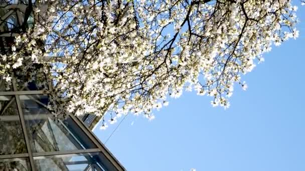 Wspaniałe Bujne Kwiaty Magnolii Słońcu Przeciwko Błękitnemu Niebu Abstrakcyjne Tło — Wideo stockowe