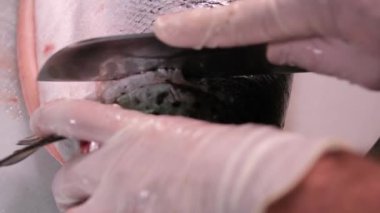 Şef bir bıçak ile taze kırmızı balık filetosu keser. Yavaş çekimde biftek için çiğ somon balığı pişiriyorum. Yüksek kalite kırmızı balık tuzu