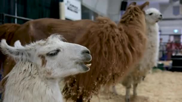 Los Camellos Pequeños Que Son Amados Todo Mundo Alpacas Alta — Vídeo de stock