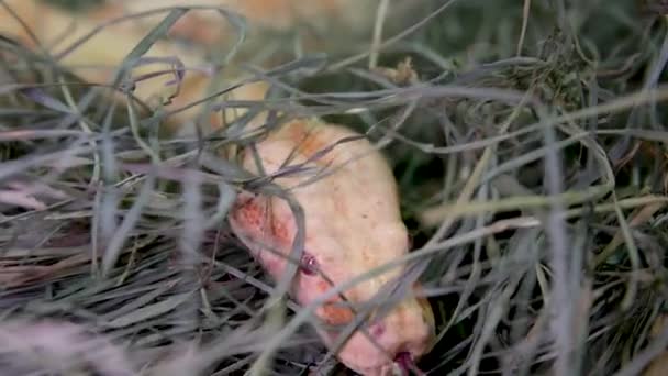 Albino Kraliyet Sarı Pitonu Deri Değiştirir Pythonidae Zehirli Olmayan Bir — Stok video