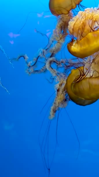 水母群在蓝色背景下慢动作平静地游泳 — 图库视频影像