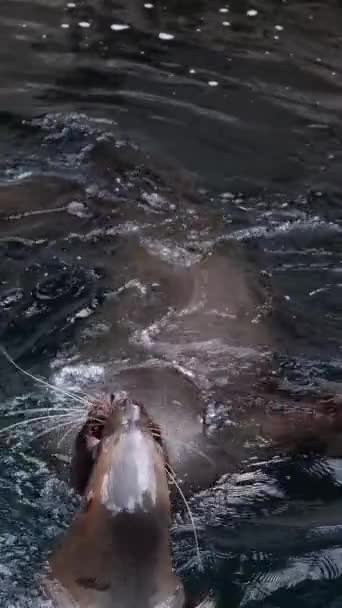 Northern Fur Seal Eared Seals Two Seals Kiss Aquarium Swim — Stock Video