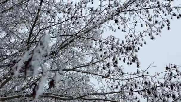 冬の日でした 雪で覆われた背の高い木の頂上は風を揺るがしています ズームイン 高品質の4K映像 — ストック動画