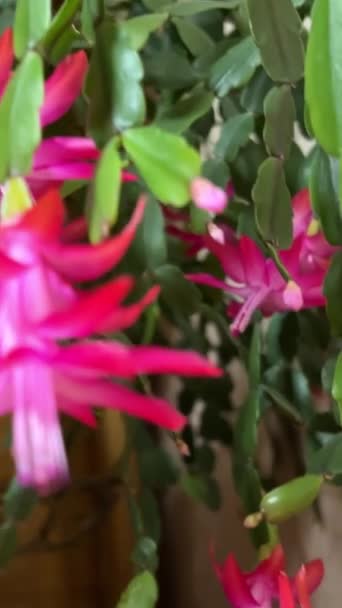 Spraying Water Leaves Blooming Indoor Flower Schlumberger Decembrist Caring Indoor — Stock Video
