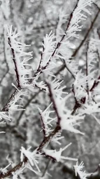 Заморожені Рослини Після Крижаного Дощу Високоякісні Кадри — стокове відео