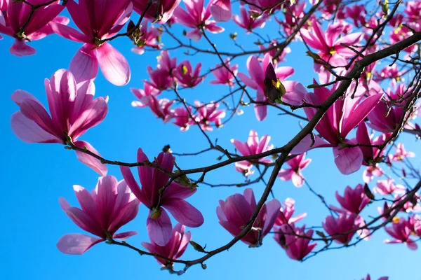 マグノリアの木は青空で春に咲く 日光浴をする柔らかいピンクの花 暖かい4月の天気 パステルボケブルーの空とピンクの春に咲くマグノリアの木 ロイヤリティフリーのストック画像