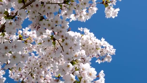 青空と明るい太陽の背景に白い花が咲いているリンゴの木の枝 自然の花の季節の背景 高品質の4K映像 — ストック動画