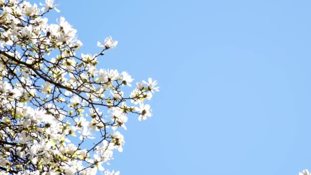 Wiśnia Kwiat Drzewo Białe Kwiaty Wiosna Wiosenne Dekoracje Tło Natura — Wideo stockowe