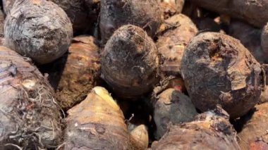 Vietnam 'daki bir süpermarkette sebze reyonunda şeker pancarı kökleri toplandı. iyi bir hasat için modern tarım yöntemleri, bitki koruması ve tarım donanımı kullanımı. 