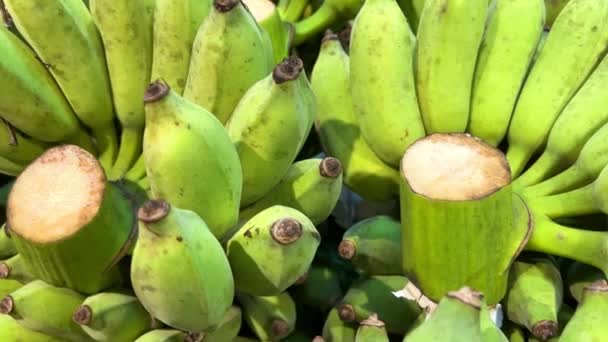 一束香蕉 绿色的香蕉 阳光灿烂的日子里一棵香蕉树 香蕉种植园上的绿色热带香蕉叶和水果 小绿色香蕉生长在种植园里 — 图库视频影像
