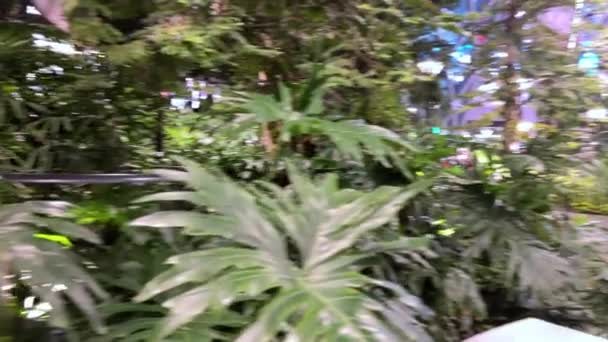 Doha Qatar Jardín Con Plantas Tropicales Dentro Del Aeropuerto Internacional — Vídeos de Stock