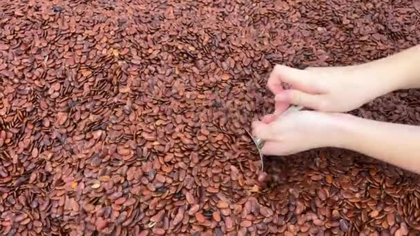 Φασόλια Κακάο Συλλέγονται Από Τους Αγρότες Και Αποξηραίνονται Στον Ήλιο — Αρχείο Βίντεο