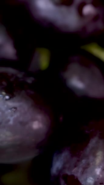 深色葡萄与水滴在黑色的背景上 摄像头侧向移动到左边 高质量的4K镜头 — 图库视频影像