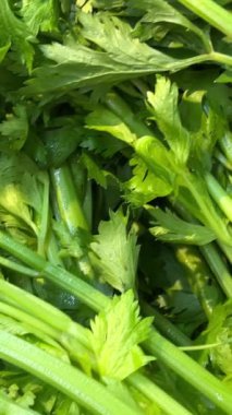 Vietnam 'da bir süpermarkette ya da markette sebze çiftliğinde toplanan organik yeşil kereviz bitkisinin yakın çekimi sırasında tezgahta duran kereviz ve meyve. Hasat zamanı. Yüksek kalite 4k görüntü