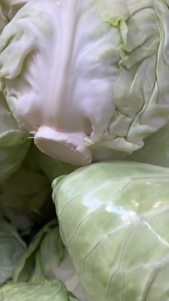 Chou Blanc Sur Comptoir Supermarché Récolte Choux Près Beaucoup Choux — Video