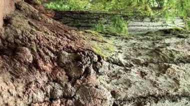 MacMillan İl Parkı Kanada 'nın Yedi Harikası Vancouver Adası Antik Douglas Katedrali