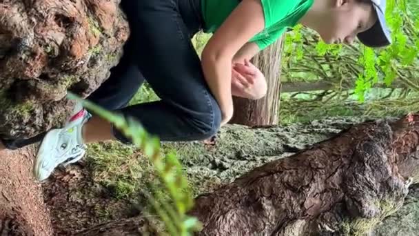 Macmillan Parkı Kanada Nın Yedi Harikası Vancouver Adası Antik Douglas — Stok video